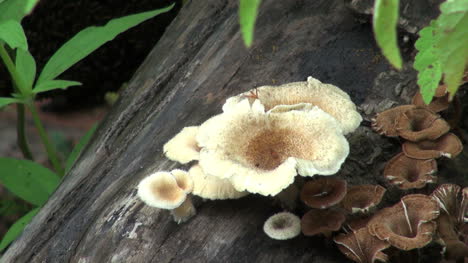 White-mushrooms-on-log-in-the-Amazon