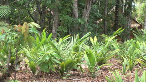 Jardín-Amazónico-Y-Bosque