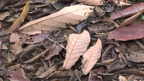 Hojas-Muertas-En-El-Suelo