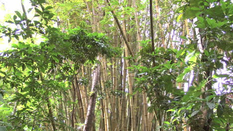 Matorral-De-Bambú-En-Los-Trópicos