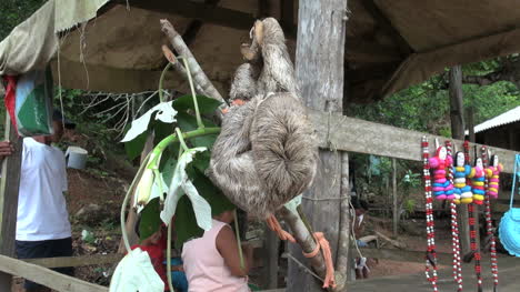 Boca-da-Valeria-sloth-eating-leaf-at-stand