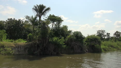 Brasilien-Amazonas-Backwater-Palm-Am-Ufer