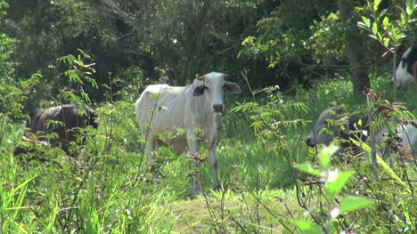 Brazil-Amazon-region-near-Santarem-tropical-cattle-s