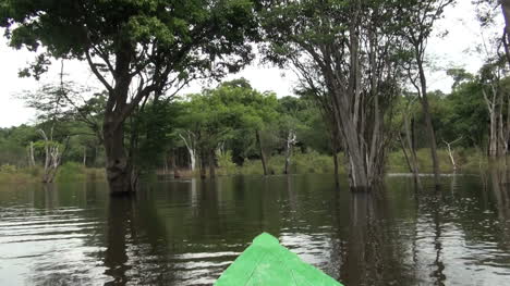 Amazon-canoe-passes-trees