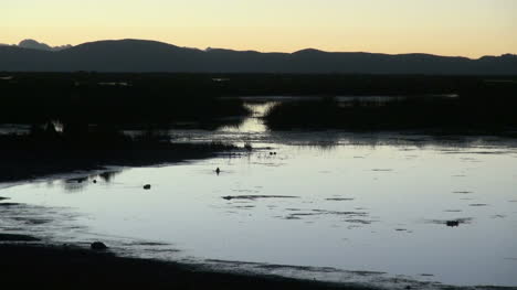 Peru-Lake-Titicaca-dusk-birds