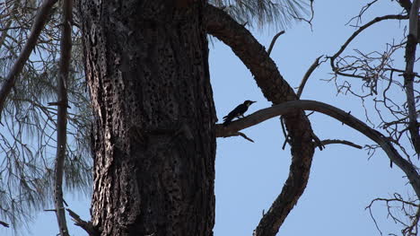 California-woodpecker-pecking-in-pine-tree