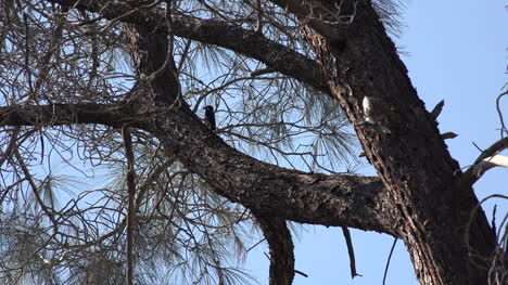 California-woodpecker-in-pine-tree