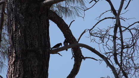 California-two-woodpeckers-sit-in-pine-tree