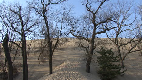 Indiana-Dünen-Sand-Und-Bäume