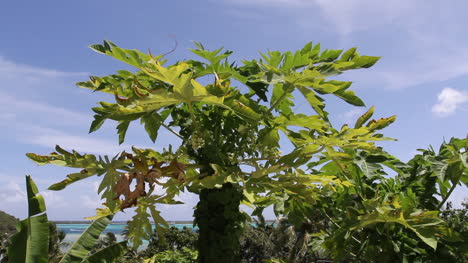 Bora-Bora-papaya-leaves-and-blue-sky