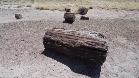 Arizona-Petrified-Forest-log-detail