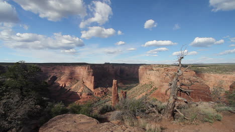 Arizona-Canyon-De-Chelly-árbol-Muerto-En-Spider-Rock-Mirador