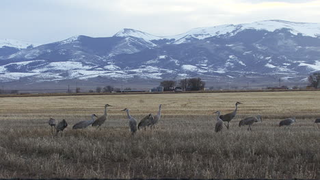 Colorado-Sandhill-cranes
