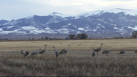 Grullas-Grises-De-Colorado