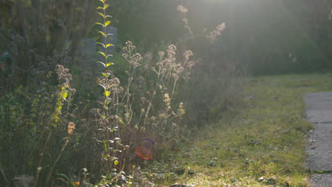 Nicht-Biologisch-Abbaubare-Plastikairbags-Gleiten-Vor-Der-Kamera-Herunter,-Um-Das-Konzept-Der-Umweltverschmutzung-In-Der-Natur-Zu-Symbolisieren