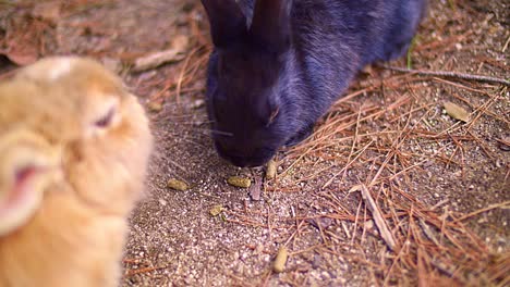 Closeup-of-relaxed-bunnies-eating-pellets-of-the-forrest-ground