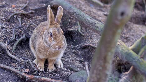 Neugieriger-Hase-In-Den-Wäldern-Der-Insel-Okunoshima