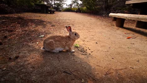 Wild-bunny-is-eating-while-the-sun-is-setting-in-the-background