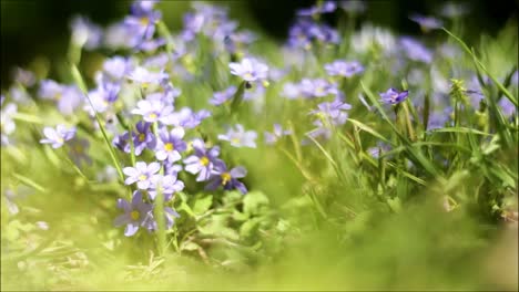 Wiese-Mit-Blumen-Im-Sommer