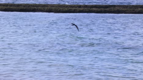 Seagull-is-catching-fish-at-sea