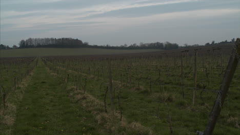 A-POINT-OF-VIEW-SHOT-walking-through-a-beautiful-vineyard-in-the-countryside