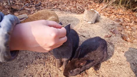 Nahaufnahmen-Von-Neugierigen-Und-Hungrigen-Hasen-In-Freier-Wildbahn,-Die-Von-Einer-Jungen-Dame-Gefüttert-Werden