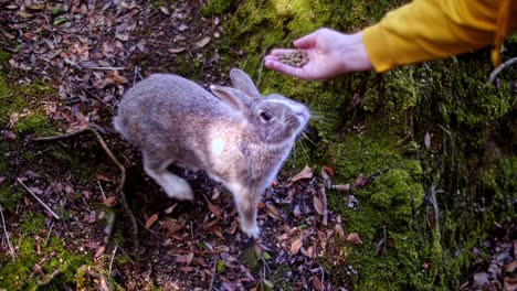 Bunny-in-the-forest-sits-up-and-begs-fof-food-in-Okunoshima