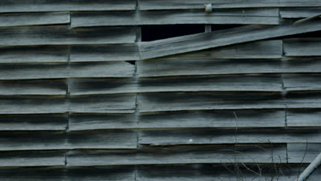 Neglected-weatherboard-farm-shed