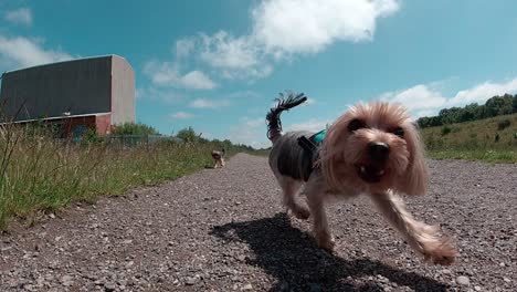 Zeitlupe---Zwei-Yorkshire-Terrierhunde,-Die-Auf-Die-Kamera-Zulaufen