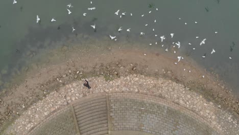 Slow-motion-aerial-view-of-a-caucasion-lonely-man-feed-flock-of-white-birds-on-a-beach-during-a-cold-day-of-winter