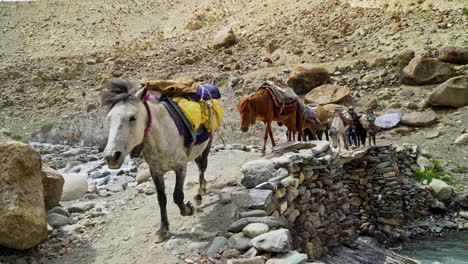 Dolly-upshot-as-a-horse-sherpa-caravan-passing-a-wooden-bridge-in-the-Himalayas