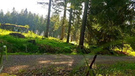 Trailrunning-Nationalpark-Adlergebirge-1