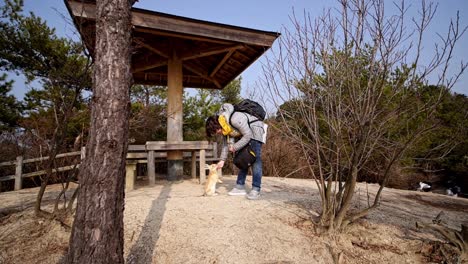 Calm-wild-european-bunny-on-japanese-island-beeing-fed-by-tourists