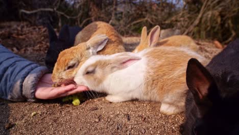 A-flock-of-young-bunnies-is-eating-out-of-a-human-hand