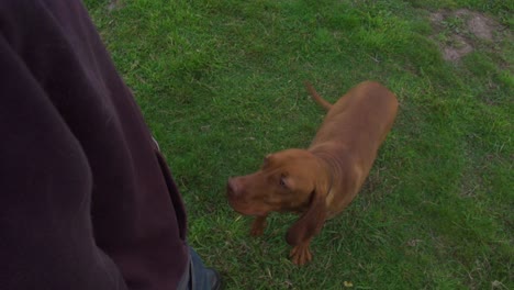 Vizsla-dog-recall---slow-motion-POV