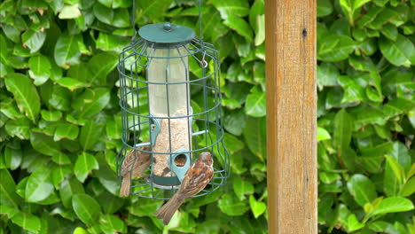 A-second-sparrow-flying-onto-a-bird-feeder-and-begins-to-eat-seeds