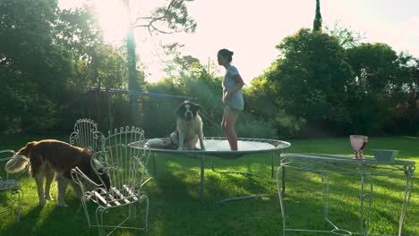 Saint-Bernard-and-Young-Girl-Woman-Jumping-on-Elastic-Bed-in-Yard,-Long-Shot