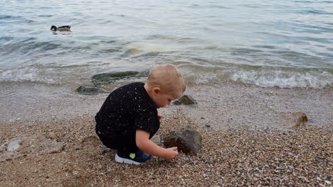 Boy-collecting-rocks-by-the-beach-in-Lake-Garda,-in-Northern-Italy,-while-birds-are-swimming-by