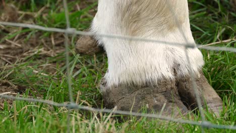 Cream-phase-Belgian-Blue-Hoof-filmed-in-the-Barmouth,-Llanaber-and-Gwynedd-area-in-North-Wales