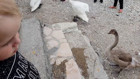 A-small-boy-standing-next-to-birds,-surrounded-by-tourists-in-Lake-Garda-Italy,-on-a-warm-august-day