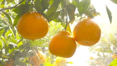 Jugo-De-Bebida,-Fruta-Fresca-En-El-Huerto