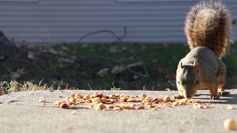 Una-Ardilla-Corre-Al-Patio-A-Comer-Nueces