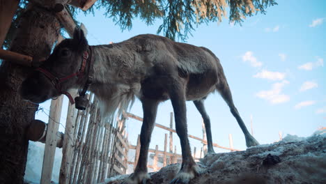 A-reindeer-stands-near-the-camera-and-looks-around-in-a-snowy-environment