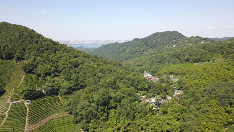 4K-Longjing-Tea-Plantation-with-Hangzhou-Skyline,-China