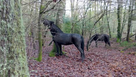 Wildpferde-Im-Wald,-Die-Blätter-Und-Äste-Von-Den-Bäumen-Fressen