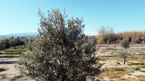 Vista-Aérea-De-Drones-En-España-Desde-Un-Olivo-Hasta-La-Montaña-Nevada-Moncayo