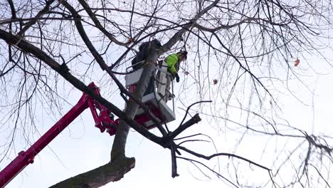 Operadores-En-Man-Lift-Recogedor-De-Cerezas-Limpieza-De-Ramas-De-árboles-Limpieza-De-árboles