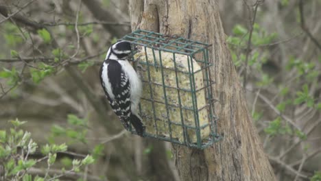 Female-Hairy-Woodpecker-grabbing-food-from-suet-feeder-to-hide-in-tree-trunk