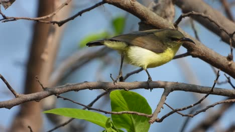 Sunbird-Im-Baum,-Der-Nahrung-Findet