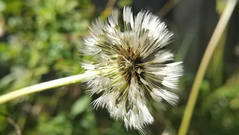 Dandelion-seed-in-the-sunlight